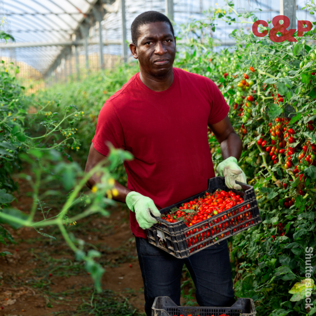 A thread on how  #covidrelief in  @JoeBiden 's  #americanrescueplan worked to counter generations of discrimination against Black-owned farms.  #ncpol  #northcarolina  #covid19  #BlackLivesMatter  