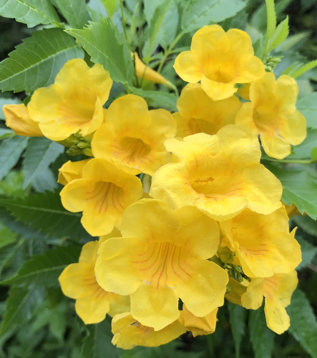 It’s 🌍 Day! Go outside and plant! This is Yellow Bells Esperanza; a beautiful plant that attracts pollinators! 🐝 🦋