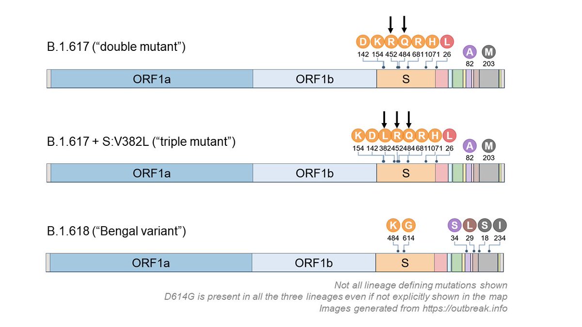 So much misinformation and confusion about the circulating  #SARSCoV2 variants in India. Leaving aside that the names are scientifically inaccurate,  #B1618 ("Bengal variant") is NOT the  #tripleMutant. I will try to summarize the basics in this thread.(1/n)