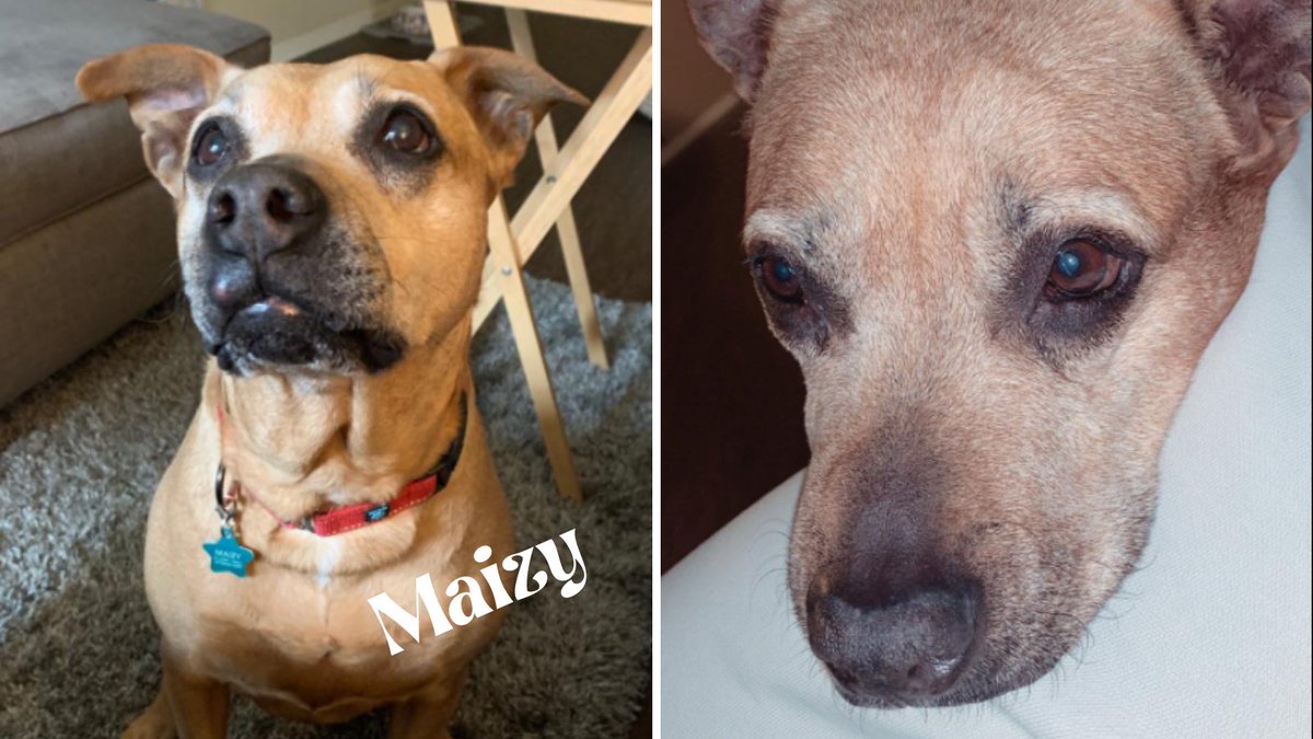 Maizy has been through many changes recently &amp; is looking for a forever home where she can cuddle up with you on the couch. Maizy would do best as the only pet in the house but trust us, this sweet girl is all you need! sammyshope.org/adoptdogs

#SammysHopeLove