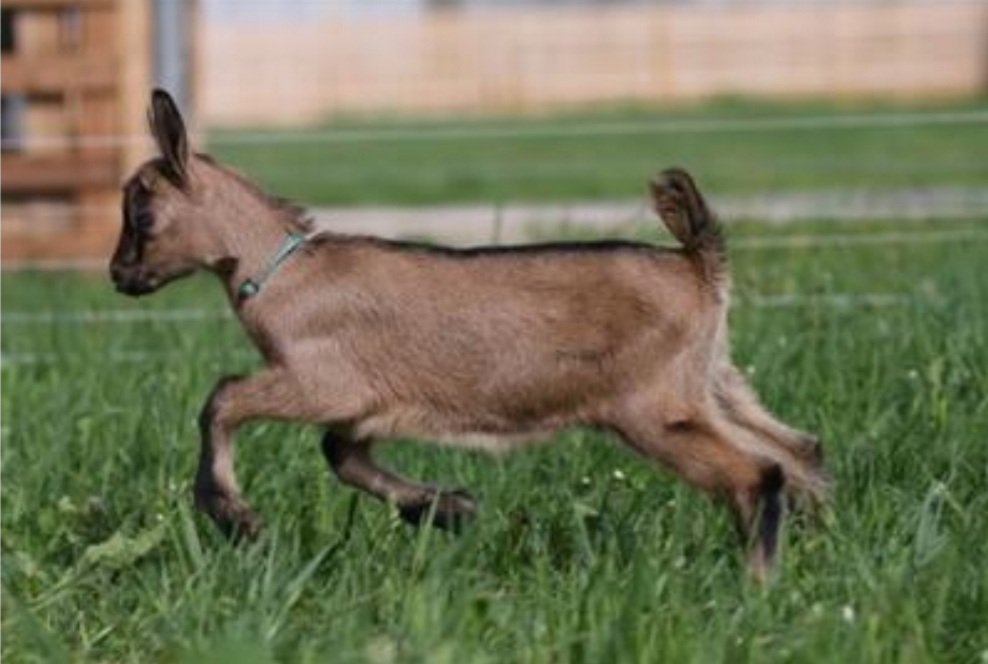 JeanLoupRault's tweet photo. Abstracts still accepted (although the deadline is passed) for those wanting to contribute on #PositiveWelfare https://t.co/PSP8TlOU1J @FrontAnimalSci #AnimalWelfare https://t.co/k068tVF7Xb