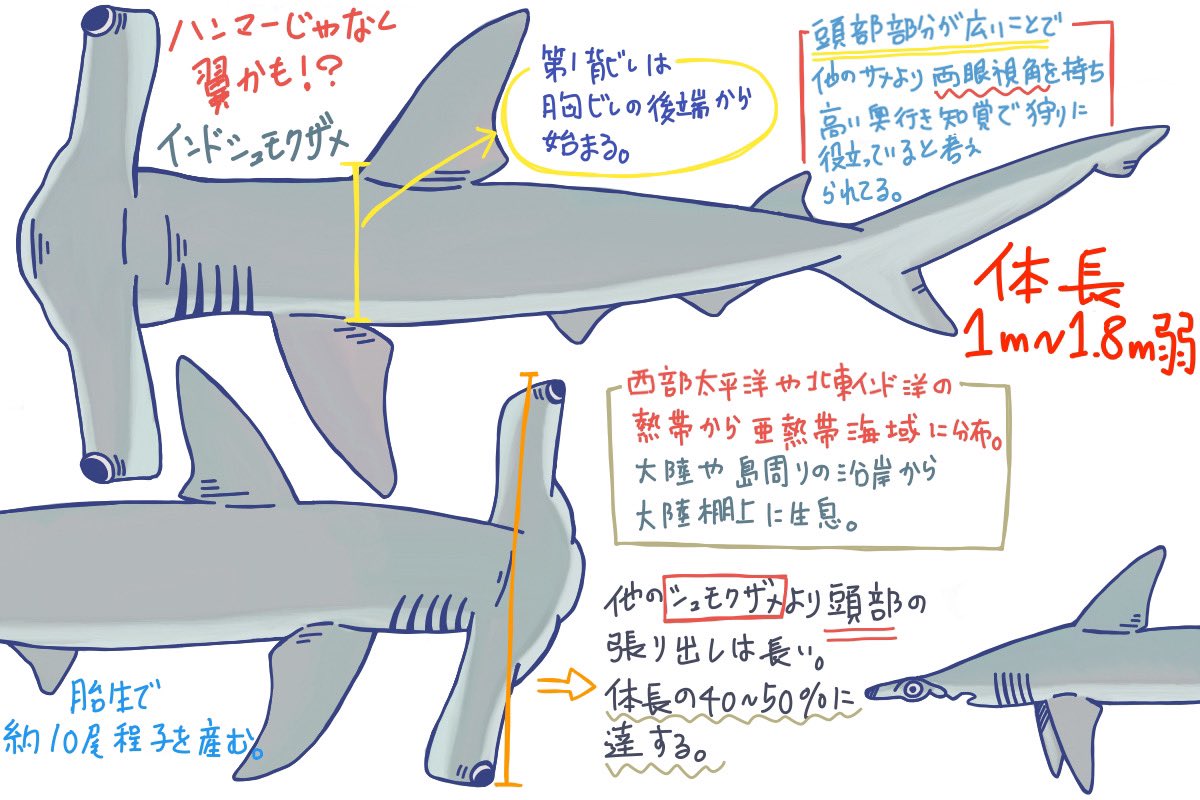めかぶのサメ紹介2 めかぶのサメ紹介2