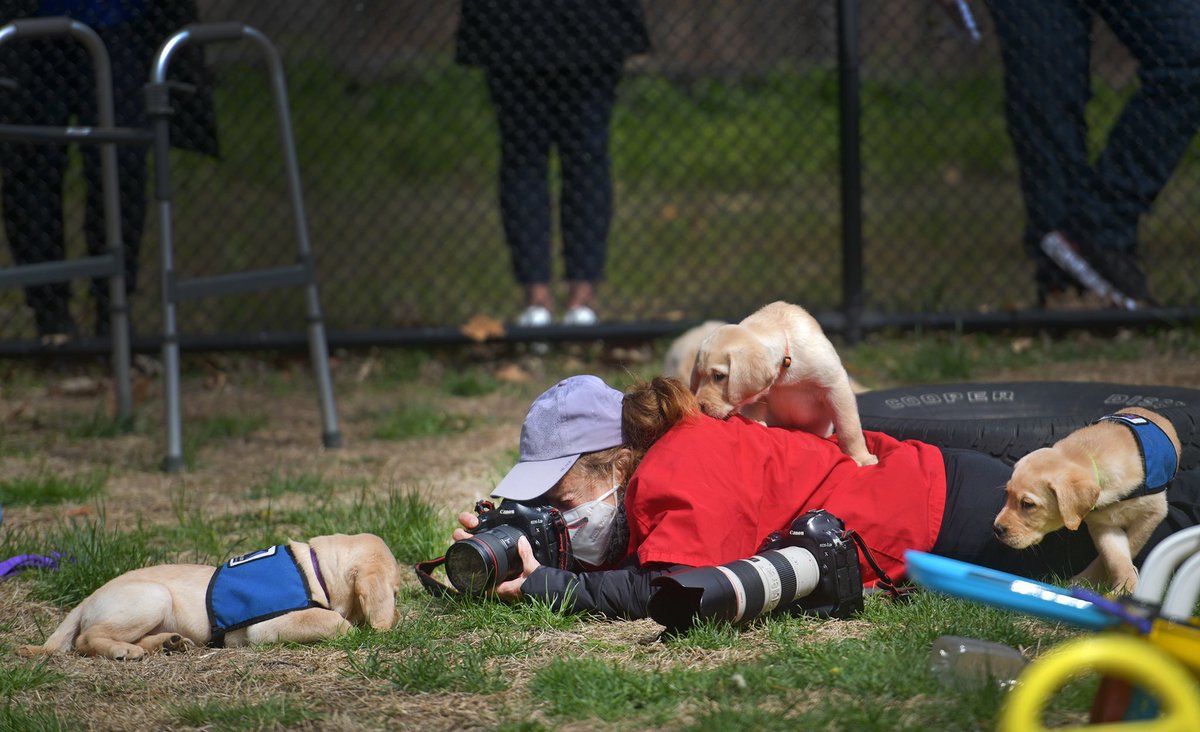 Boston Herald photographer <a href="/nancylanephotos/">NancyLane</a> while photographing yellow lab puppies <a href="/NEADSdogs/">NEADS Service Dogs</a> in beautiful #Princeton !  <a href="/bostonherald/">Boston Herald</a>