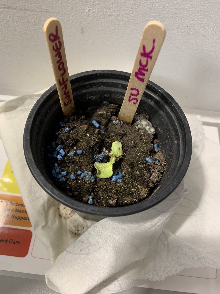 su mckinley tweet media