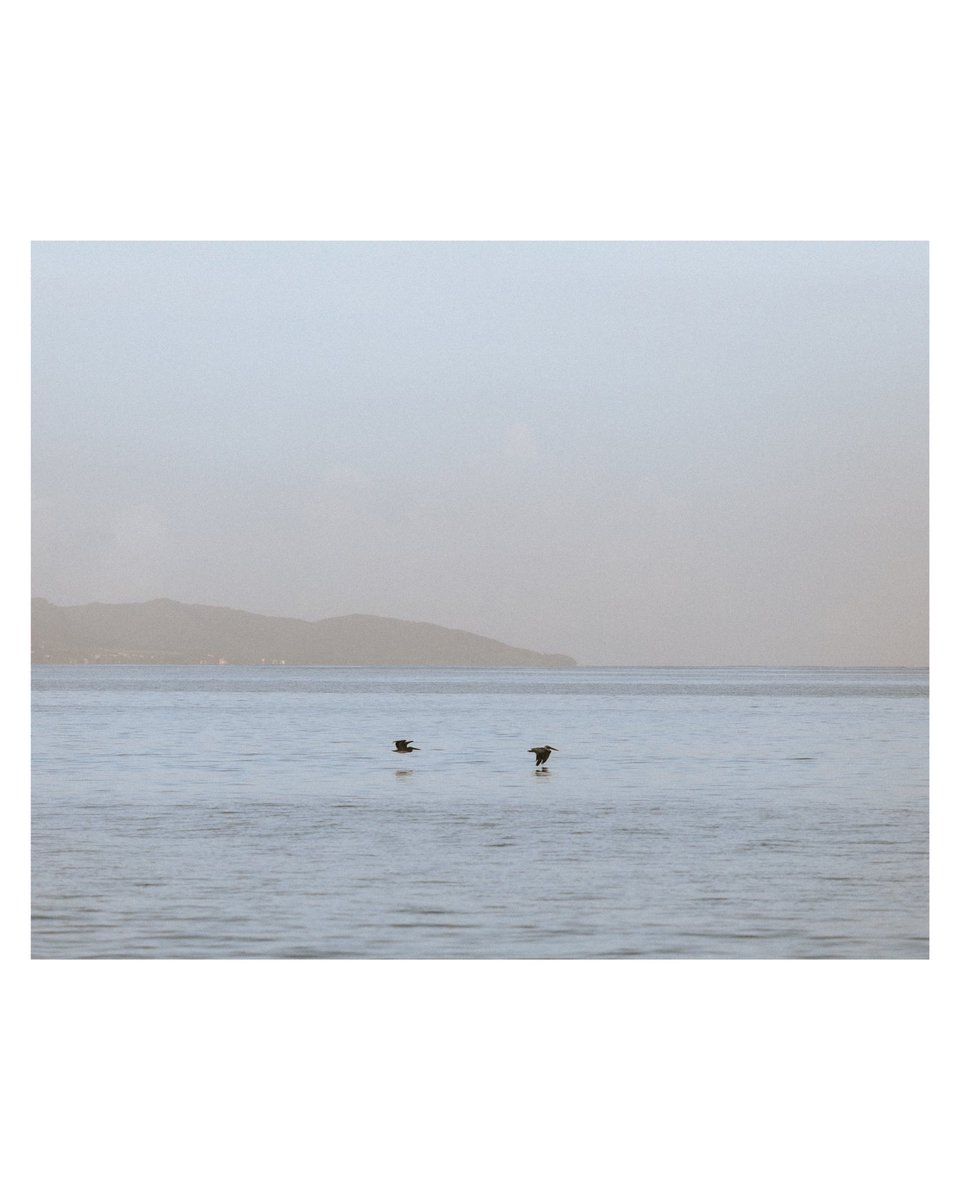 lucajy's tweet photo. True freedom

« Je me rappelle encore de l’amplitude de leurs ailes et de l’odeur de la mer ce matin là. Plus rien n’avait d’importance à part mes sens. »

#photographer #TrueColorsFrance https://t.co/pO6bxVrn5A