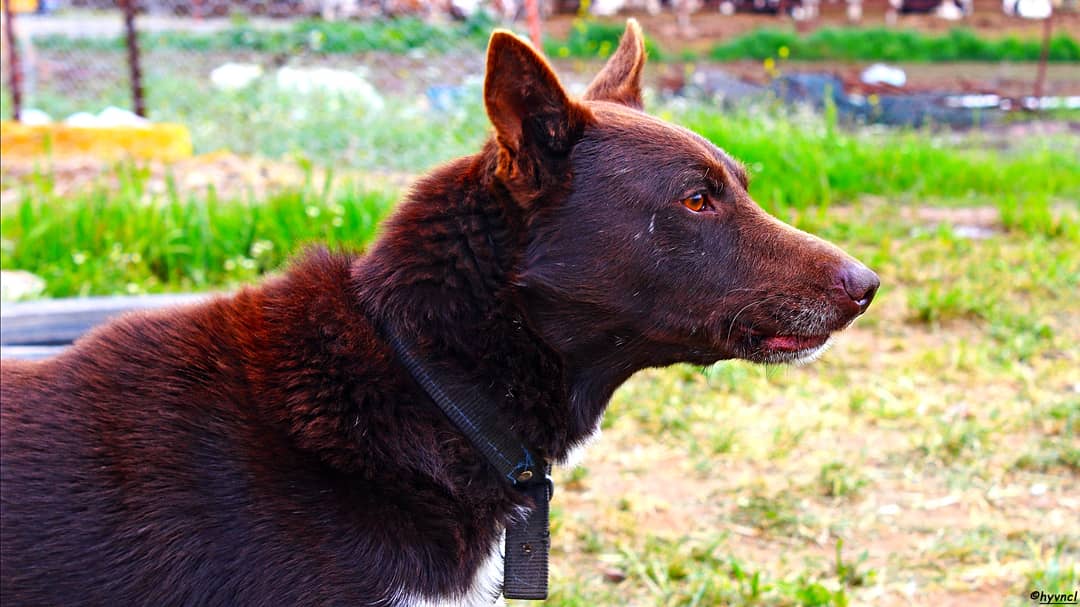 OzgunSozuer's tweet photo. https://t.co/fbkSmQormo
#zerdava #primitivedog #landracedog #турецкаялайка #localdogs #karadenizveinsan #16x9_dogs #dogsoftwitter #500pxrtg #ThePhotoHour #dailyphoto #PintoFotografía #thePhotoNow #yourshot #photooftheday @PicPublic #photoHDR #FotoRshot https://t.co/cJziLBFMmZ