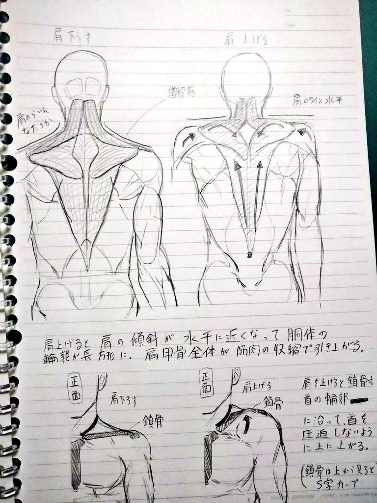 美術解剖学勉強してたときのノートだ 
