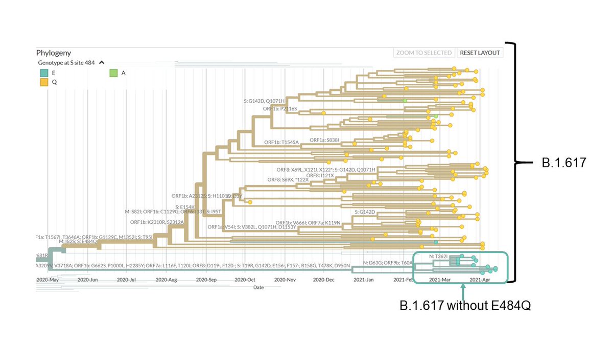 What's more, there are several sequences of B.1.617 which don't have the E484Q mutation, now sampled in India and elsewhere, which means it's not even the OG "double mutant" anymore.(3/n)