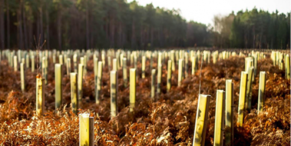 As well as helping businesses globally reduce their emissions and energy usage with our VFD technology, we are continually developing ways to reduce our impact. This is just one - by helping plant new and sustainable woodlands bit.ly/3sk6n2G

#earthday2021