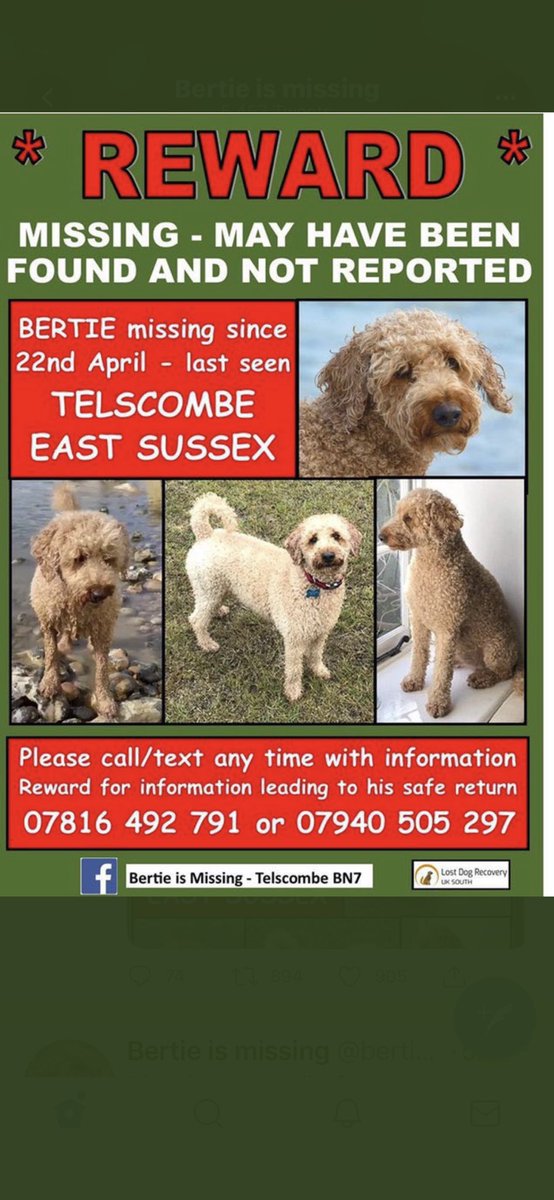Furiends, one year today and Bertie is still missing. If you are in the area, please keep your 👀 and your ❤️ open to help #FindBertie. He may have been found but not turned in. He is very loved and very missed. 💔Let’s get him home! 🐾#kindnessmatters #dogcelebration