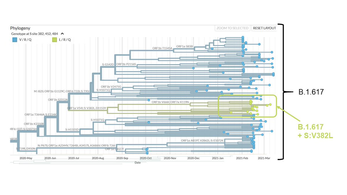 Triple Mutant: Again, WRONG name, because it has many more defining mutations. Dubbed "triple" because in addition to the two mutations, it also has V382L in its Spike. This is a sub-lineage of B.1.617, found mainly in MH samples and also a bit in other states.(4/n)