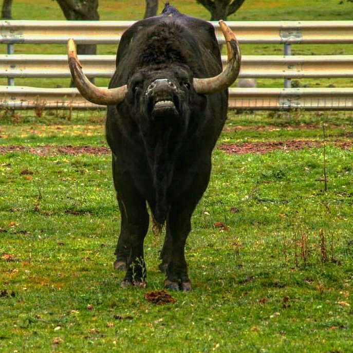 Huele a fin de semana. 
#valdefresno #ganaderiavaldefresno #lisardo #atanasio #tauromaquia #Turismo #visitasguiadas #turismortaurino #turismorural #cultura #arte #tradicion #dehesa #campobravo #salamanca #CastillaYLeon #findesemana #villalar21 #villalar