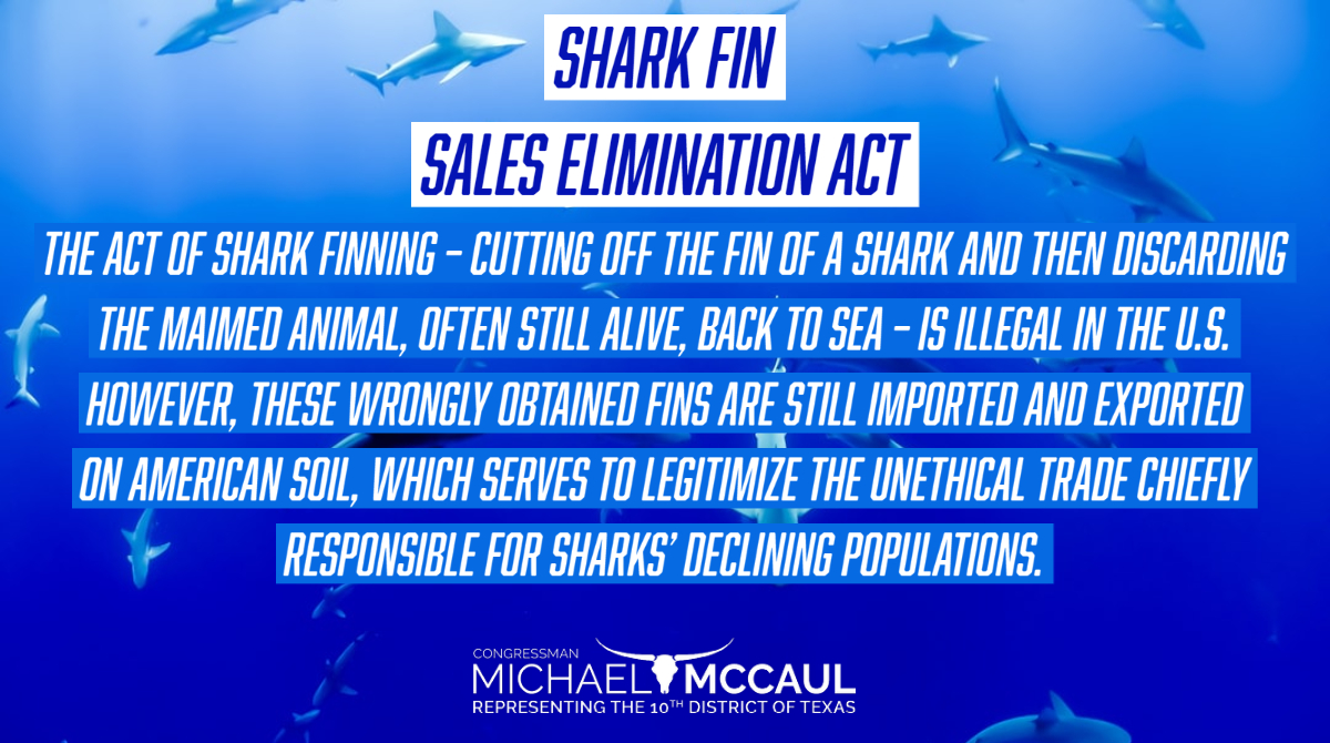 Shark Fin Trade: Why it Should be Banned in the United States