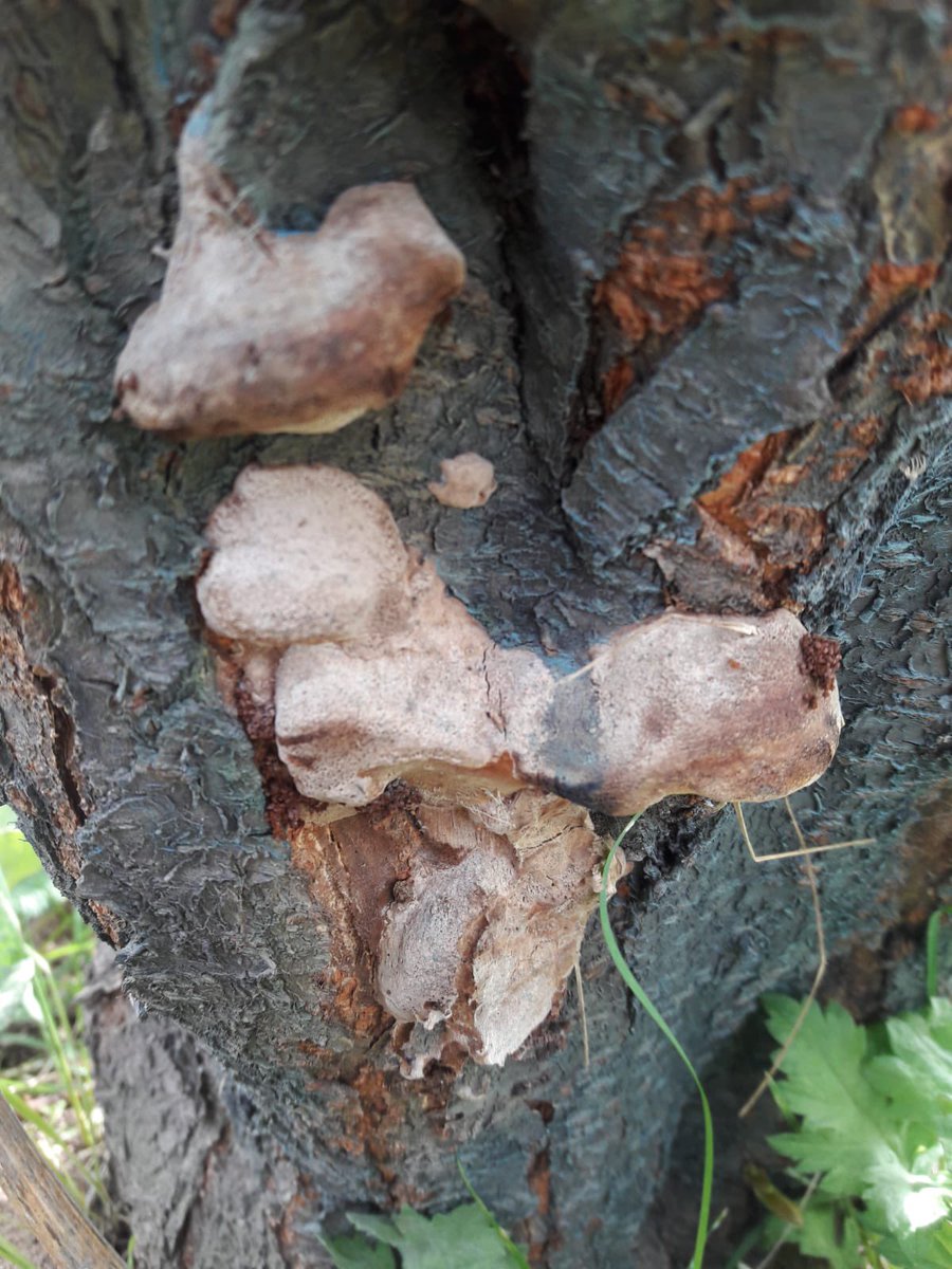orenemelim's tweet photo. Phellinus spp. on plum tree, Küllük Village, Merkez Province, Iğdır #phellinus #plum #cushionbracket #Turkey https://t.co/Al426qvY16