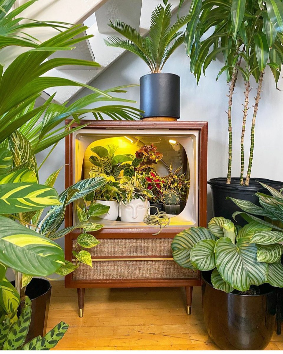 SlitherStrings's tweet image. Happy Earth Day!  Time to turn off the tube and play some Slither Strings outside.  🎸🌴🌳🍃🎵

#slitherstrings #music #earthday #practicetime #musicians #guitarstrings #bassstrings #notv