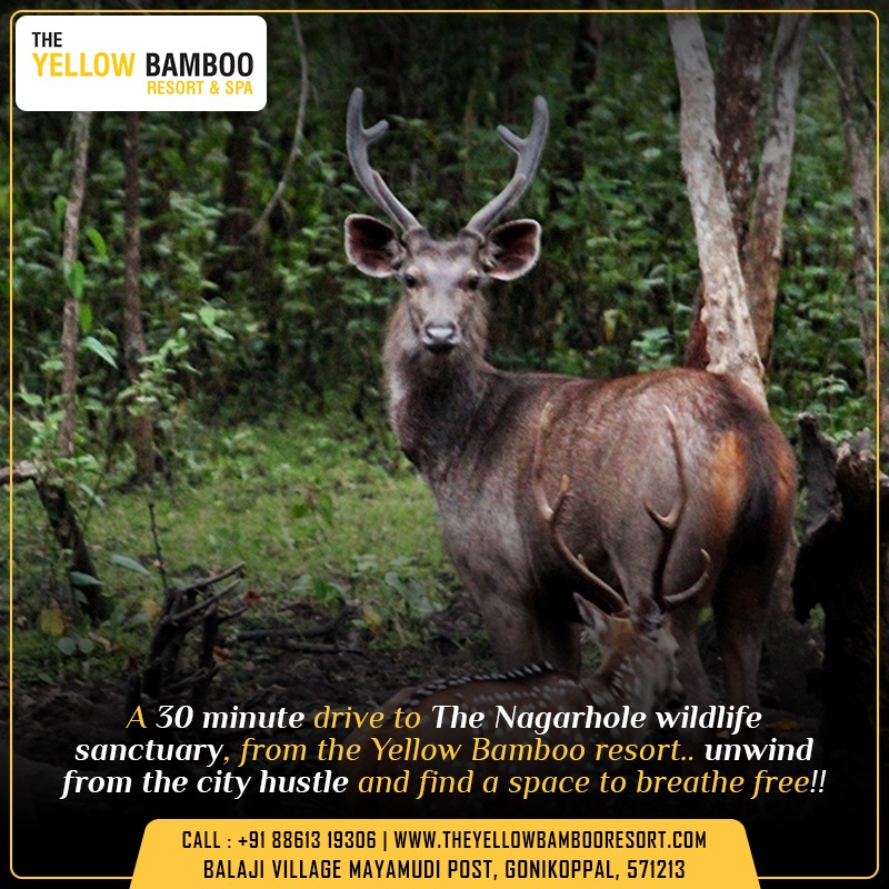 ResortYellow's tweet photo. A 30-minute drive to The Nagarhole wildlife sanctuary... from the Yellow Bamboo resort.. unwind from the city hustle and find a space to breathe free...

Visit: https://t.co/MKhtdwXtwr

#yellow #resort #hotelsandresorts #karnataka #karnatakatourism #coorg #Nagarhole #wildlife https://t.co/MyHw4etwna