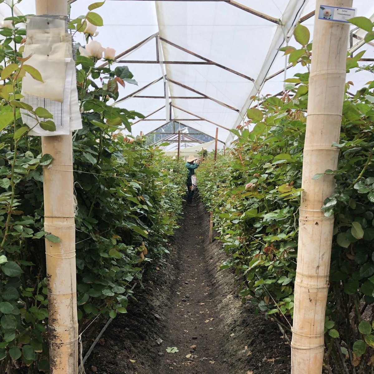 Alexandra Farms tweet media