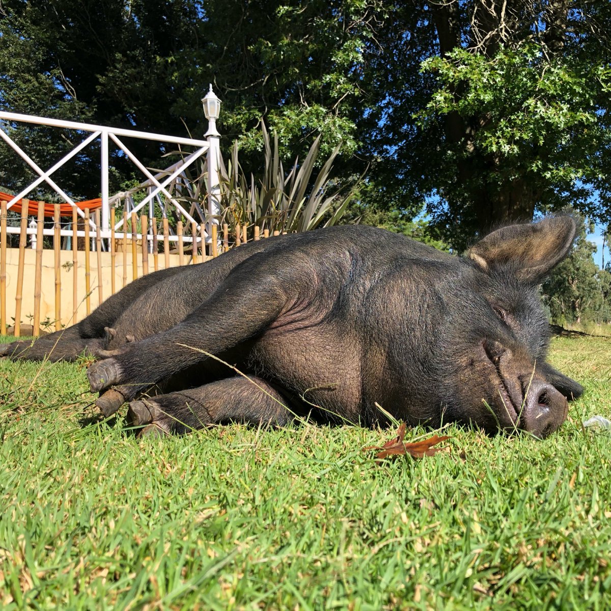 aether_xr's tweet image. Meet Honey Bacon. She is one of our resident studio animals. She is always smiling. #NFT #NFTartist #NFTCommunity