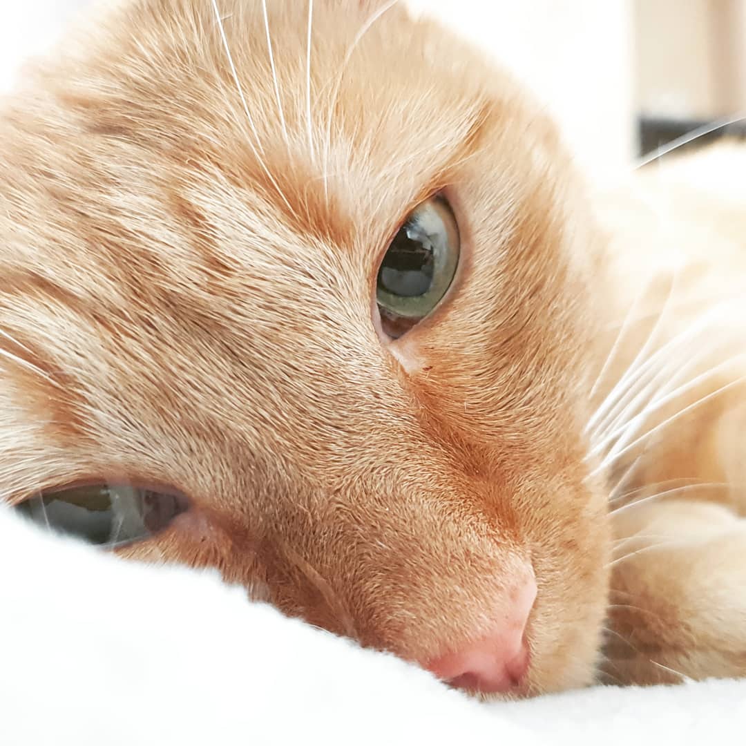 CatSkipy's tweet image. Chui bo ? 😼😽 #yeuxdoux