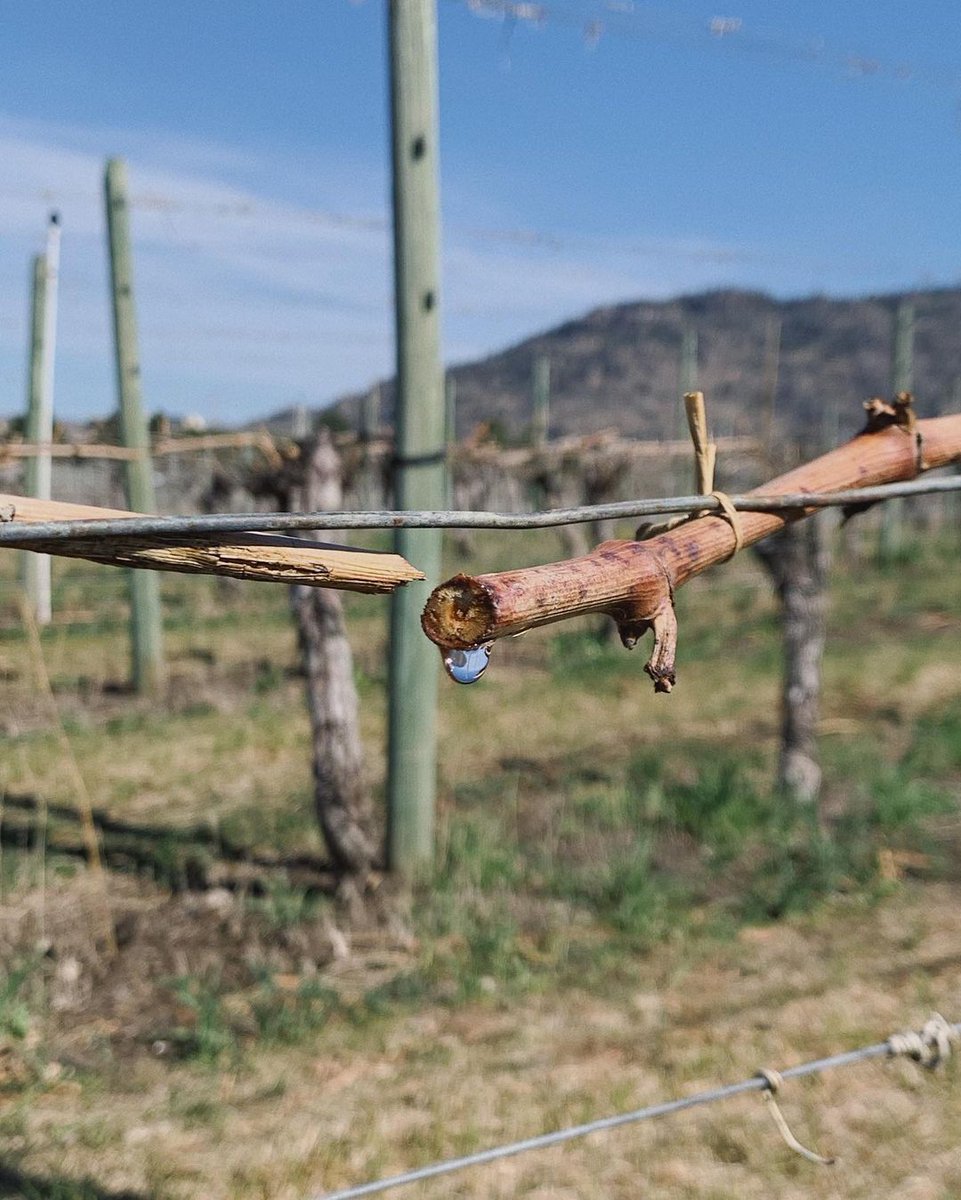 Happy #EarthDay 🌎🌱 What a beautiful little moment here. After pruning and with some warmer weather, the vines have started to wake up, pushing sap up through the vine to the buds.

instagram.com/p/CN-dtaGhxpP/