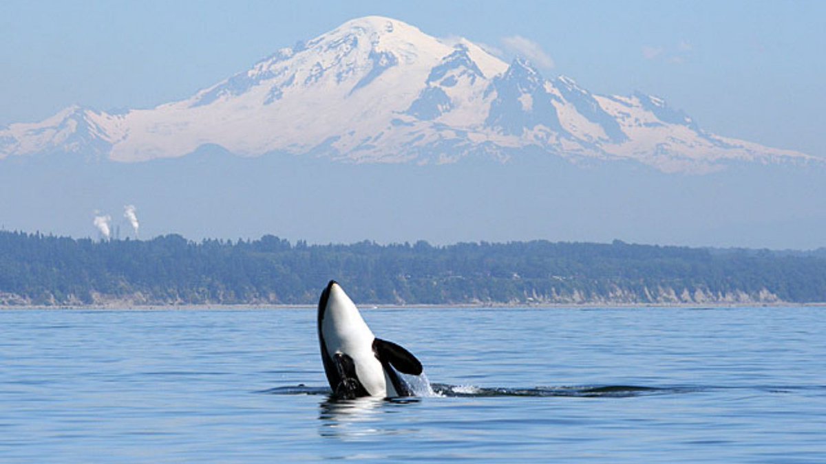 Washington State Dept. of Natural Resources tweet media