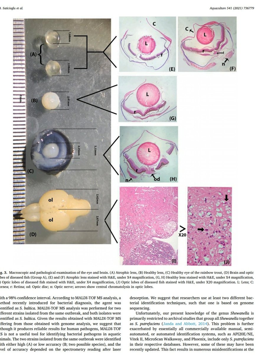 muhammed duman (@dumanmuhammed) on Twitter photo This is the first description of lens atrophy in rainbow trout
"Description of lens atrophy caused by Shewanella sp. strain S-1, a putative novel species isolated from cultured rainbow trout"
<a href="/sa_izzet/">İzzet B. Sa</a> <a href="/Burakozdemir93/">Burak ÖZDEMİR</a> <a href="/FishJournals/">@FishJournals</a>
<a href="/FishLab_EA/">Fish Health, Ageing and Non-Native Species</a>
sciencedirect.com/science/articl… This is the first description of lens atrophy in rainbow trout
"Description of lens atrophy caused by Shewanella sp. strain S-1, a putative novel species isolated from cultured rainbow trout"
<a href="/sa_izzet/">İzzet B. Sa</a> <a href="/Burakozdemir93/">Burak ÖZDEMİR</a> <a href="/FishJournals/">@FishJournals</a>
<a href="/FishLab_EA/">Fish Health, Ageing and Non-Native Species</a>
sciencedirect.com/science/articl…