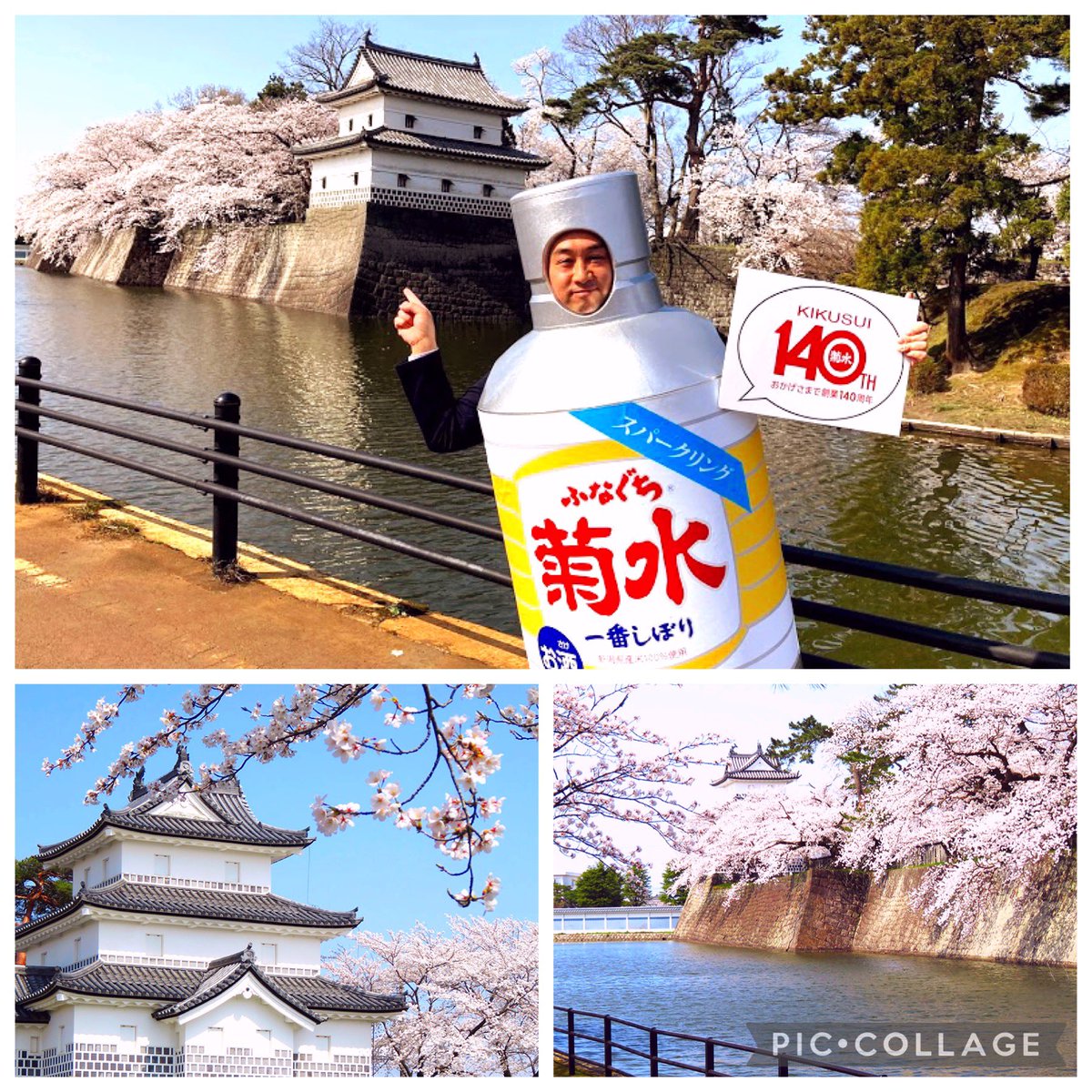 ToshioUeno's tweet photo. #Kikusui is celebrating 140 years! #Funaguchi mascot is enjoying this anniversary at SHIBATA castle with beautiful 🌸cherry blossom🌸!!!
#cherryblossom #kikusuisake #mtcsake #mtcprime #mutualtrading #sakesamurai #酒サムライ #japanesecuisineambassador #日本食普及親善大使 https://t.co/6S5EDsZlqu