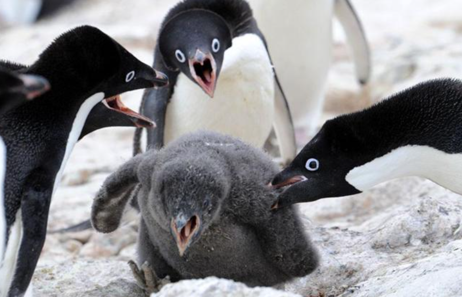 お休みさん V Twitter キャラクターとしてよく見る 黄色いくちばしと黄色い足で頭が黒一色なペンギンの種類って実在する