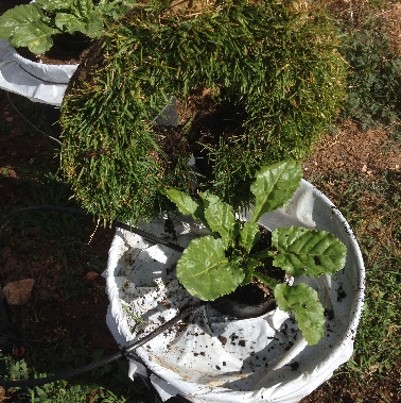 Chapter 1: We grew sugarbeets in buckets with grass rings around them, and trimmed grass to ensure the beets weren't shaded. We then removed the grass at specific timepointsThe newest technology involved in this study were plastic bags, invented in 1950 https://www.plasticsmakeitpossible.com/about-plastics/history-of-plastics/plastic-innovations-in-packaging-through-the-decades/