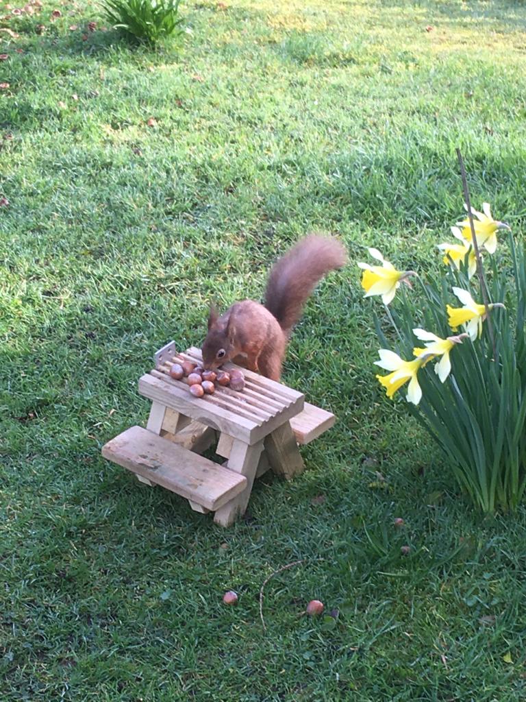 RoryBoyle_Music's tweet photo. Spring breakfast chez nous - brilliant photograph by #ToriaBoyle
#redsquirrel
#saveredsquirrels https://t.co/0Z6HK2YOQ5