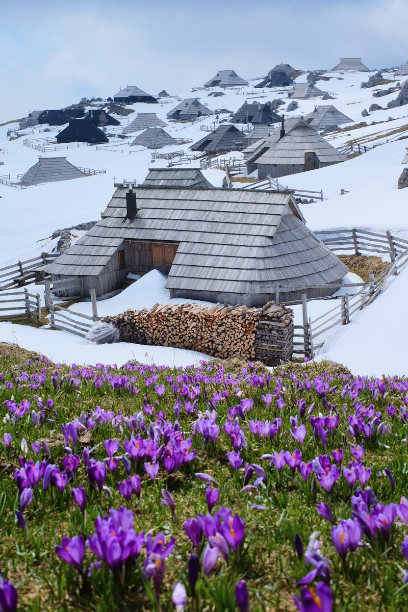 I’m proud to finally present my new co-adventurer, my curious little partner in crime Ruby. She’s celebrating 5 months tomorrow and for the pre-party she got to accompany me on her first hike in the mountains - in Velika Planina 🙌🥰 See the tour details exploringslovenia.com/tours/velika-p…