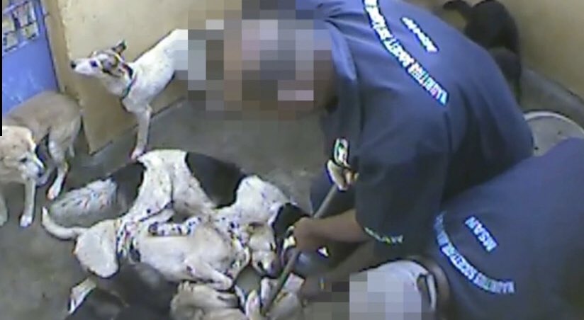 animals_innocent_creatures tweet media