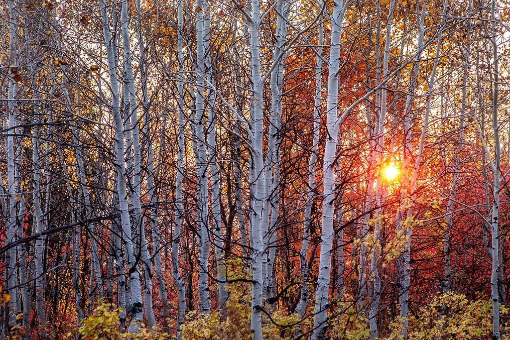 Weber State Arts tweet media