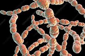 Skies-streptococcus thermophilus -these are friendly bacteria -used to produce dairy products like yogurt -useful for digestion -helps to prevent harmful bacteria