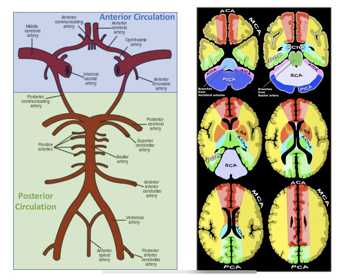 We had a great Zoom interactive module on neuro-ophthalmology for 2nd year medical students this afternoon, with lively discussion of 5 really good cases.
