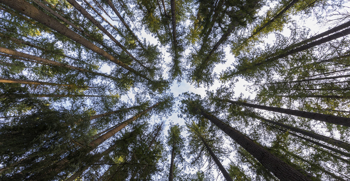 We are excited to share that the City of Redmond has once again been recognized by the Arbor Day Foundation  as a 2020 Tree City USA in honor of Redmond’s commitment to effective urban forest management. Learn more about Redmond’s tree canopy ow.ly/14Ko50EuGIs