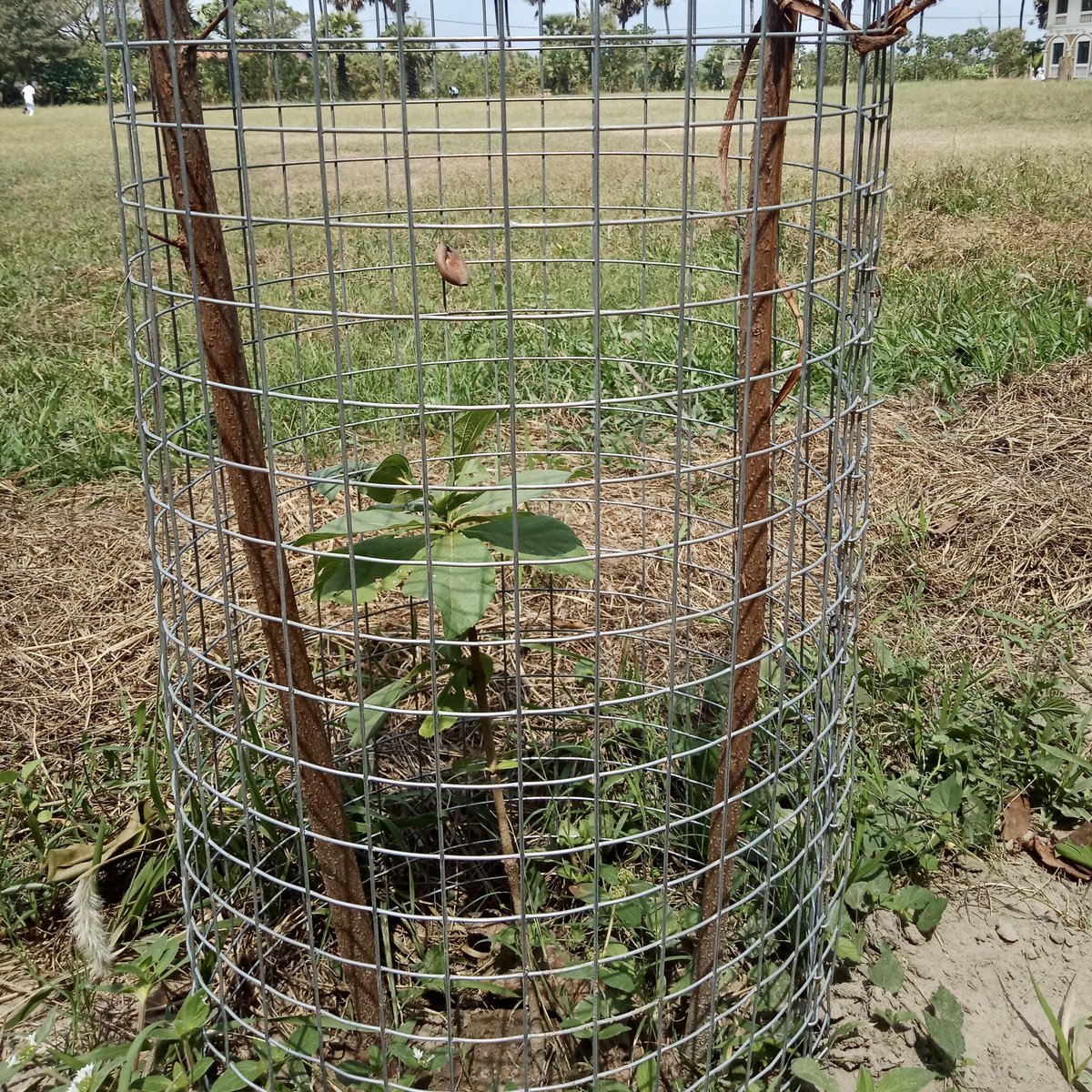 imho_canada's tweet photo. On #EarthDay today, we acknowledge our 2019 Tree Planting Project completed in #Kilinochchi District with our partner organization SJC87 Initiative and with engagement from students at Konavil Maha Vidyalayam and Vaddakachchi Central College.
.
#EarthDay #EarthDay2021 https://t.co/br9JHPGDET