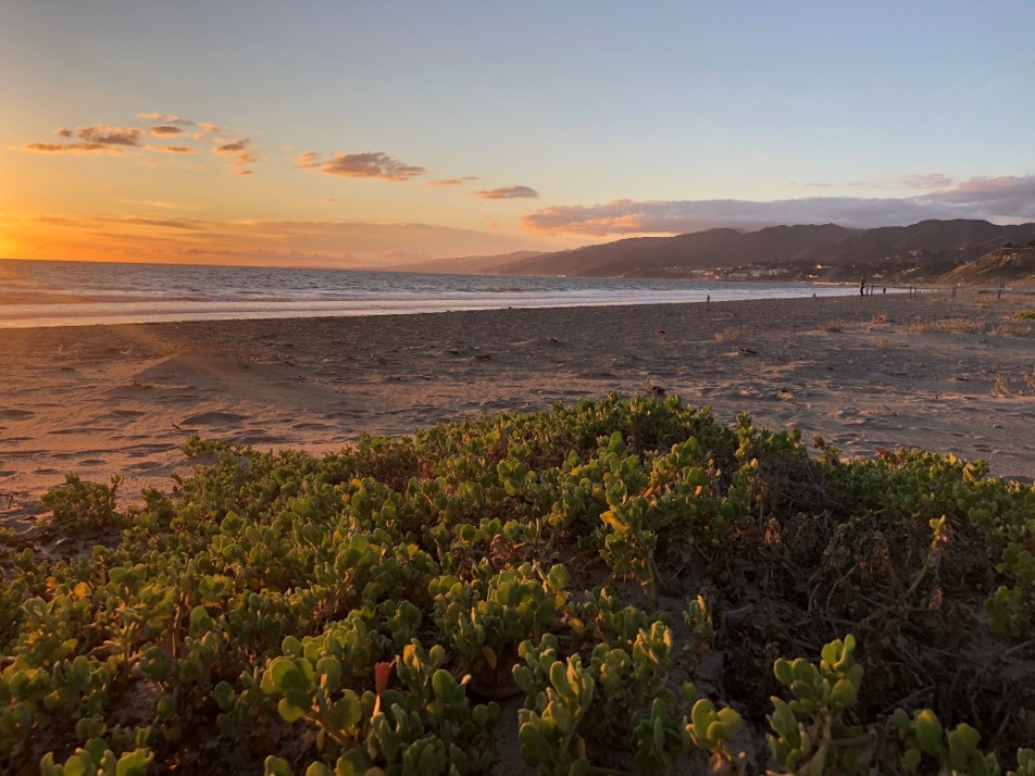 5 yrs ago, the City of Santa Monica piloted a 3-acre  Natural Dune Beach Restoration to improve biodiversity and resilience of Santa Monica beaches.  Today, native vegetation continues to blossom, and growing dunes provide resilience against sea-level rise and beach erosion.