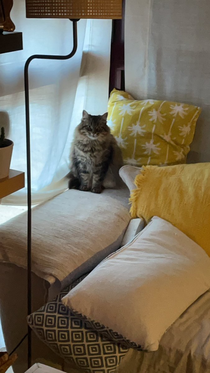 aantoonn__'s tweet photo. @aliciaromeeroo Mira que mono el gato de manu https://t.co/qumdUabUwi