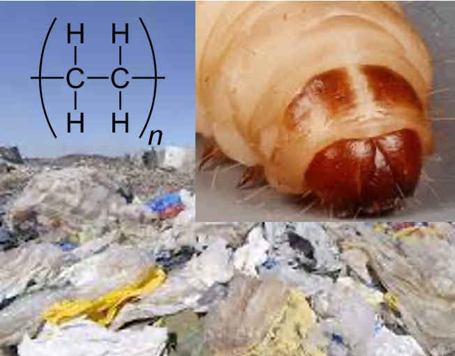 Nouveau projet financé à <a href="/universiteliege/">Université de Liège</a> <a href="/AgroBioTech/">Gembloux Agro-Bio Tech</a> visant à comprendre les interactions insectes - microbiotes associés dans la biodégradation des plastics en alliant chimie, microbiologie et entomologie : 4 ans de recherches passionnantes à venir !