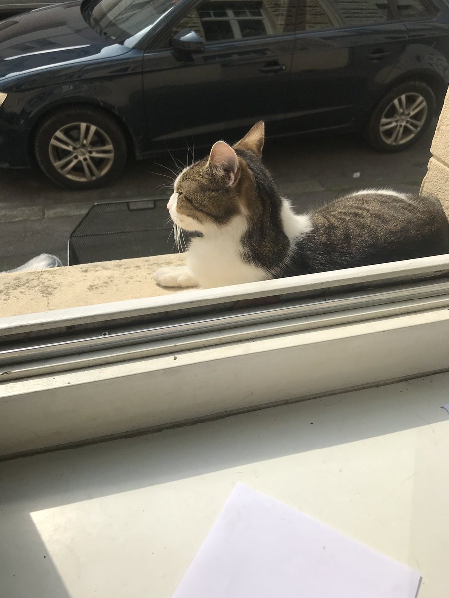 Der Moment, wenn du ein Foto deiner eigenen, tot auf der Straße liegenden Katze, in einer Facebook Gruppe entdeckst. 🐈 😭 Und den Abend damit verbringst die Kinder zu trösten. (Letztes Foto von Dienstag) Ruhe in Frieden kleiner Lou.