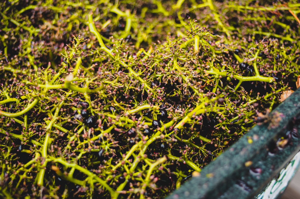 Happy #EarthDay2021  from us to you! Did you know that we take steps daily to be eco-friendly and sustainable? With tap wine, recycling the yeast &amp; must (stems &amp; seeds) produced by our wine, reusable kegs, and more we do whatever we can to treat every day like #EarthDay