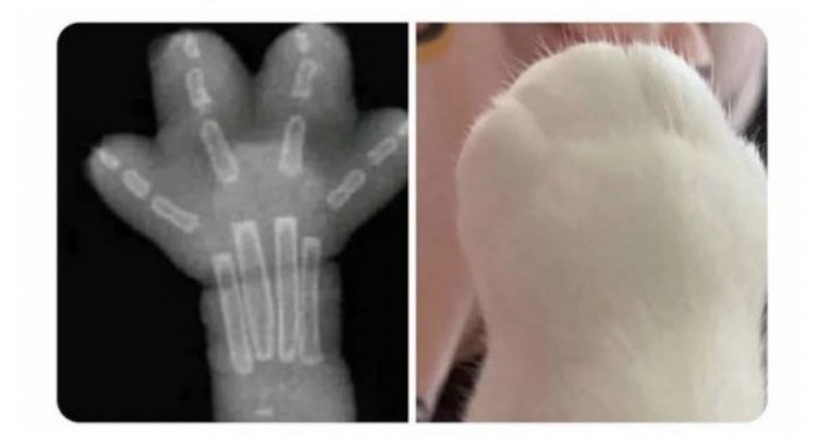Плохая лапка. Рентгеновский снимок лапы кота. Снимок кошачьей лапы рентген.