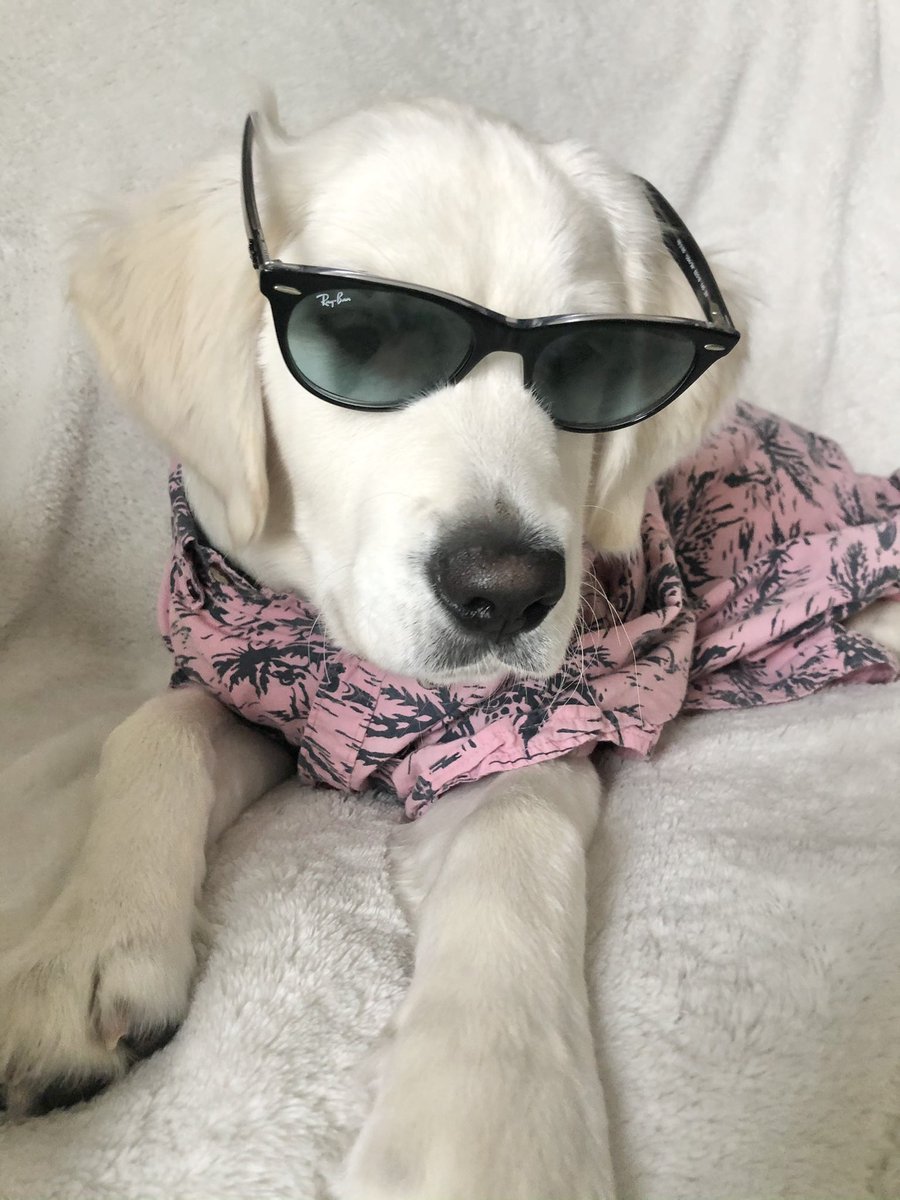 jayhartgraves's tweet photo. @BuschBeer Bear 4 Busch🍻
Polar Bear is our sweet 7 month old English Cream Retriever! 
Bear loves frozen blueberries, trips to the dog park and taking photos! His energetic personality would make him the pawfect taste tester and face of Busch Dog Brew!
#BuschCTOcontest #Bear4Busch #dogbrew https://t.co/oG7dok5waC