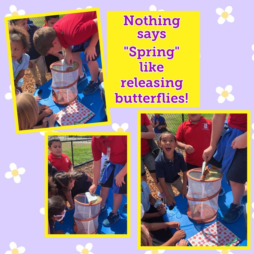 First graders released their butterflies today.