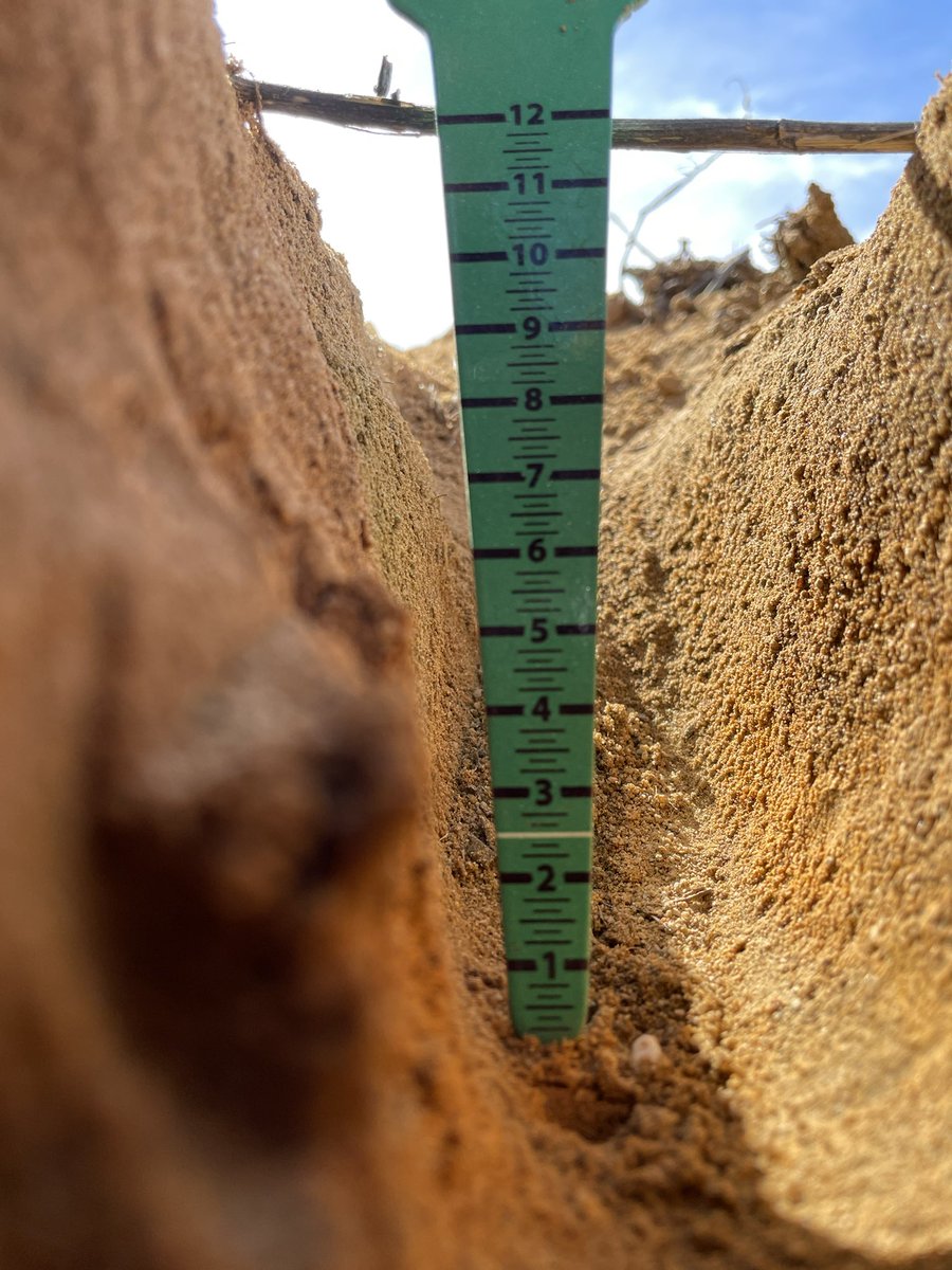 SLR_Agriculture's tweet photo. ✅ Latham/Bunjil site seeded. @theGRDC Long coleoptile is in, nice site thanks @hirschirsch. See below 2 seeding depths. #boutique #longcoleoptile #deepseeding https://t.co/ji6gsYjjnl