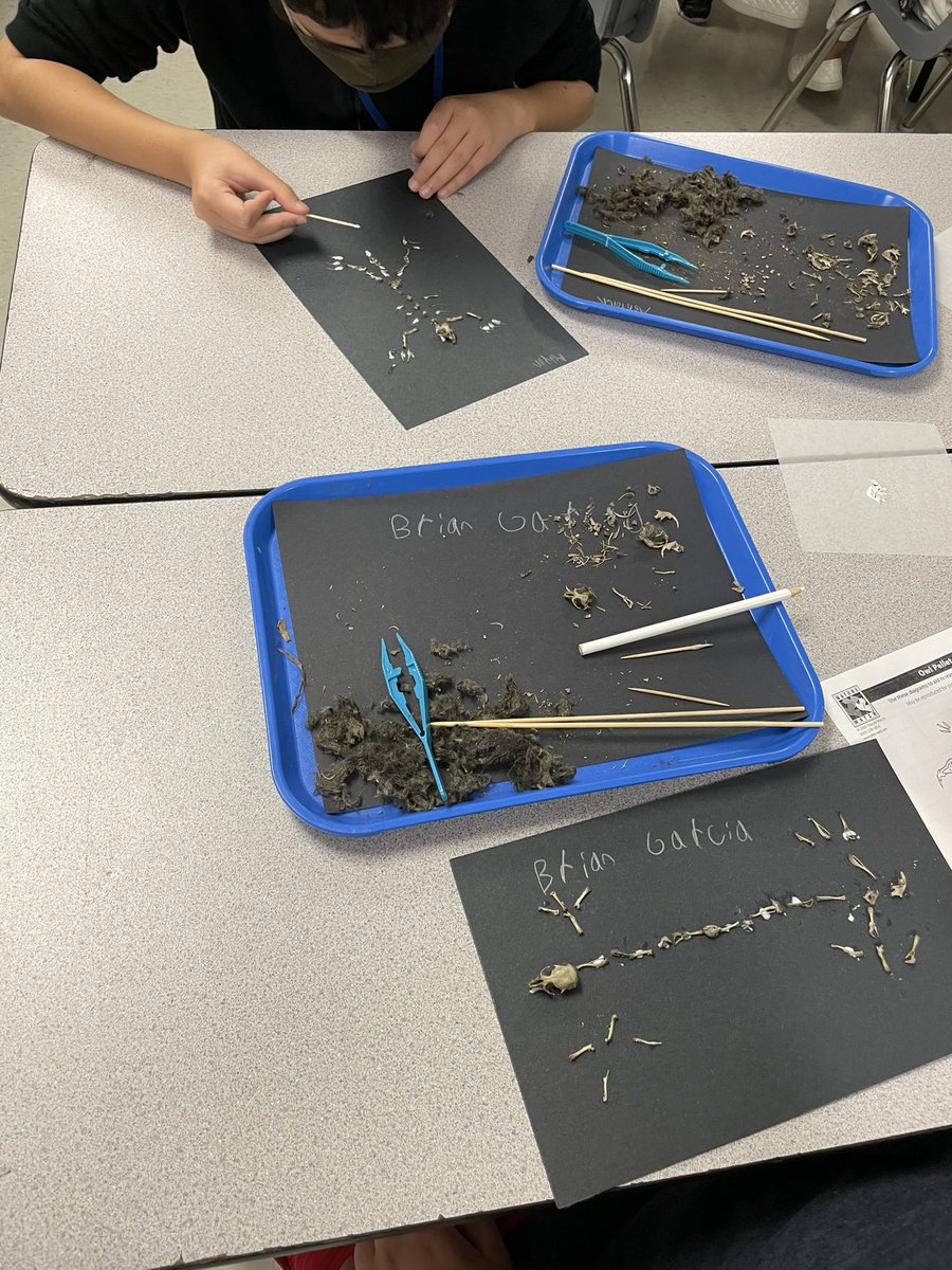 Stacy Lee Slater (@stacylslater) on Twitter photo Dissecting owl pellets and making skeletons using the bones during Hoot book club makes a Thursday even better! #usestallions <a href="/meljbryant/">Melissa Bryant</a> #hoot #sciencelablady Dissecting owl pellets and making skeletons using the bones during Hoot book club makes a Thursday even better! #usestallions <a href="/meljbryant/">Melissa Bryant</a> #hoot #sciencelablady