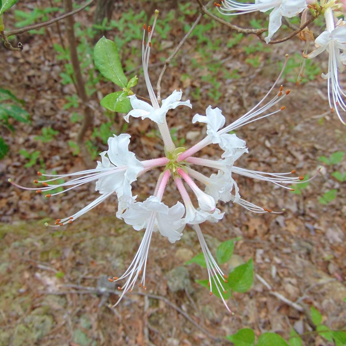 Flowers along the trail.
