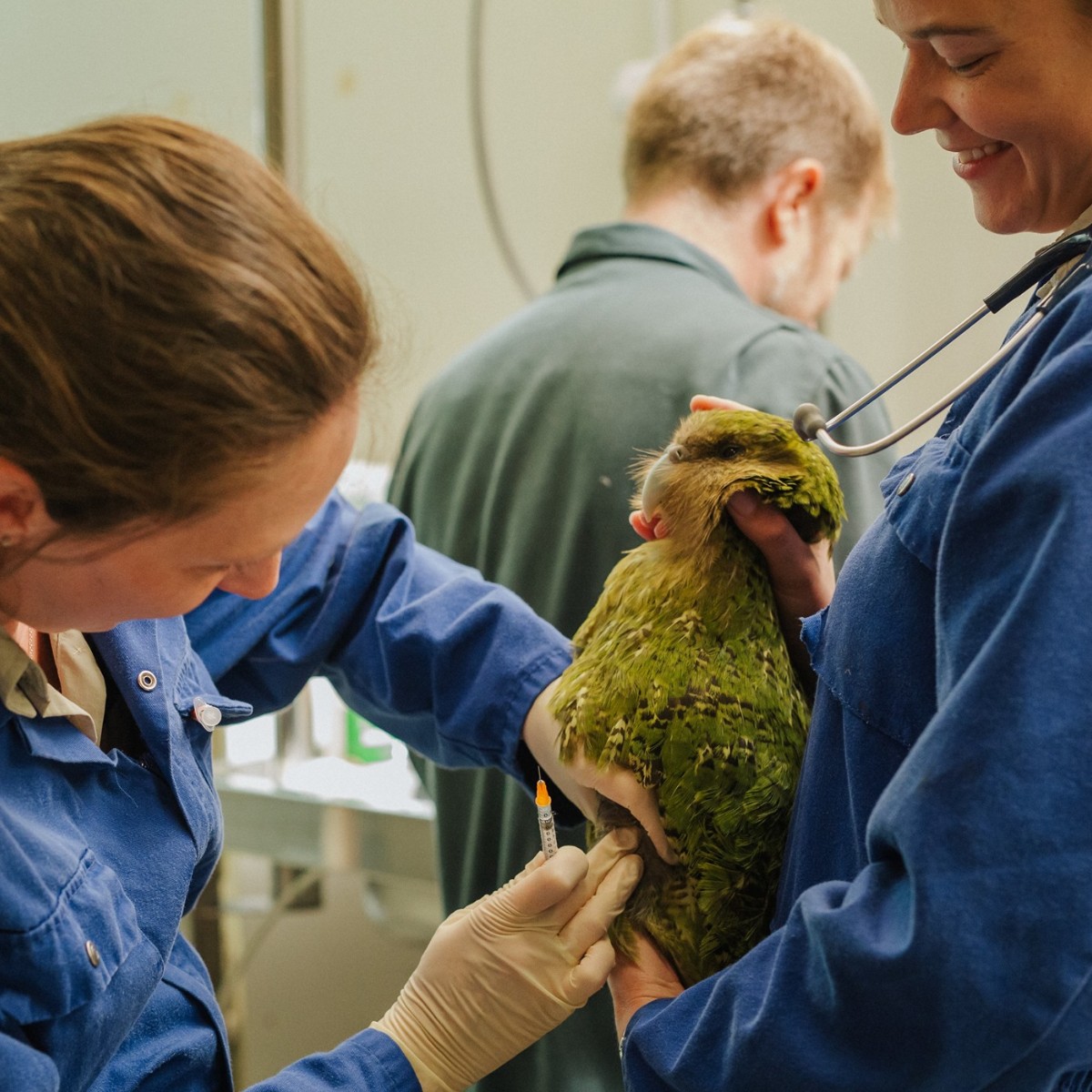 Auckland Zoo tweet media