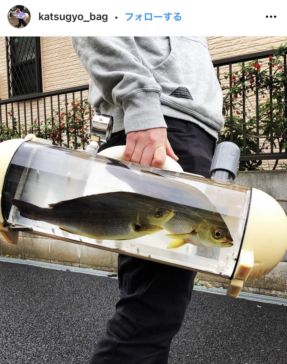 今からこの真鯛さばいて食べるんだけど ウチ来る 日本が生んだ大発明 活魚バッグ が絶対欲しい Togetter 今からこの真鯛さばいて食べるんだけど ウチ来る 日本が生んだ大発明 活魚バッグ が絶対欲しい Togetter